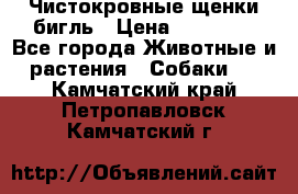 Чистокровные щенки бигль › Цена ­ 15 000 - Все города Животные и растения » Собаки   . Камчатский край,Петропавловск-Камчатский г.